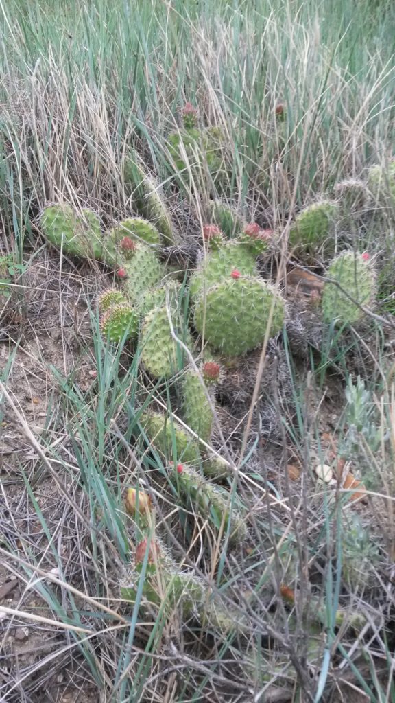 Badlands Cactus